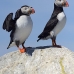 puffin_atlantic_msi_v_2513_can1881.jpg